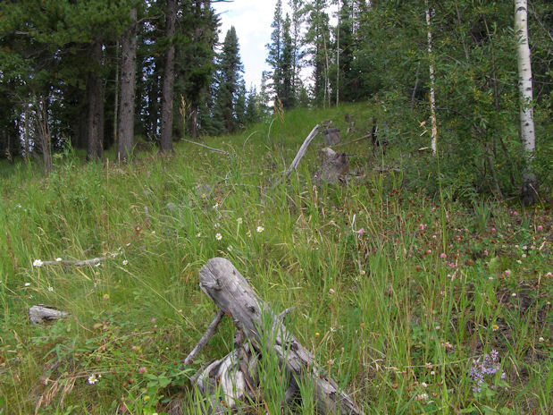 the meadow in 2009